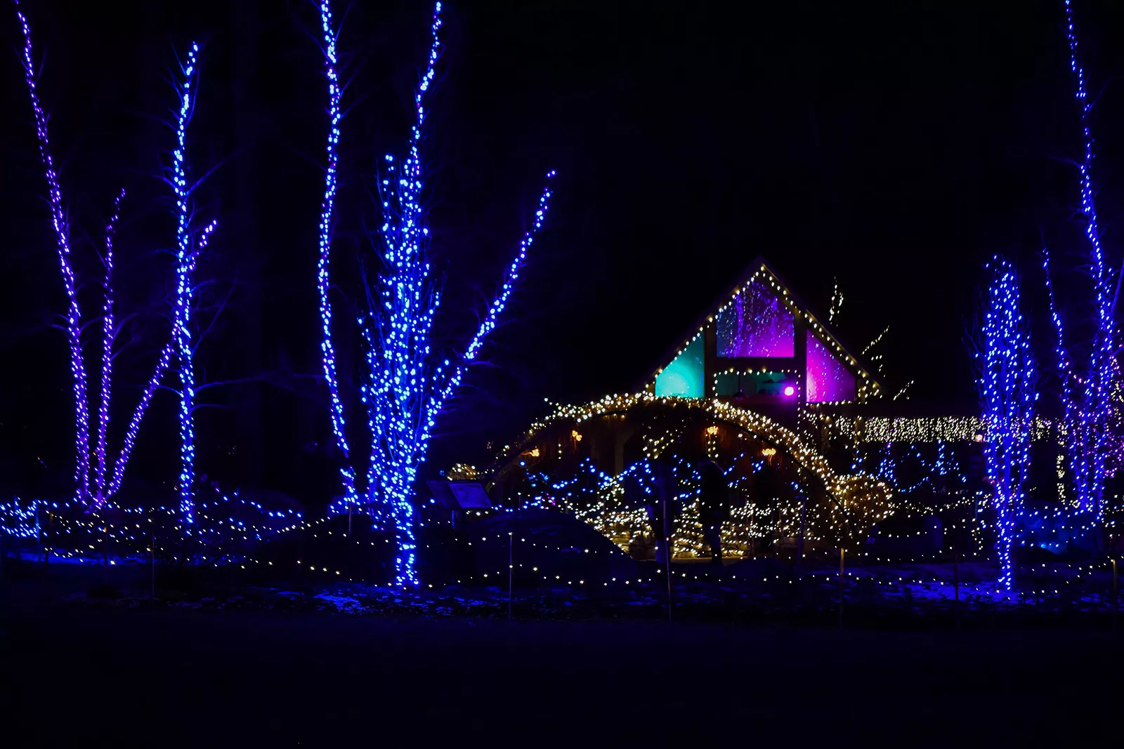 Coastal Maine Botanical Gardens Blue Christmas Lights On Trees 1600