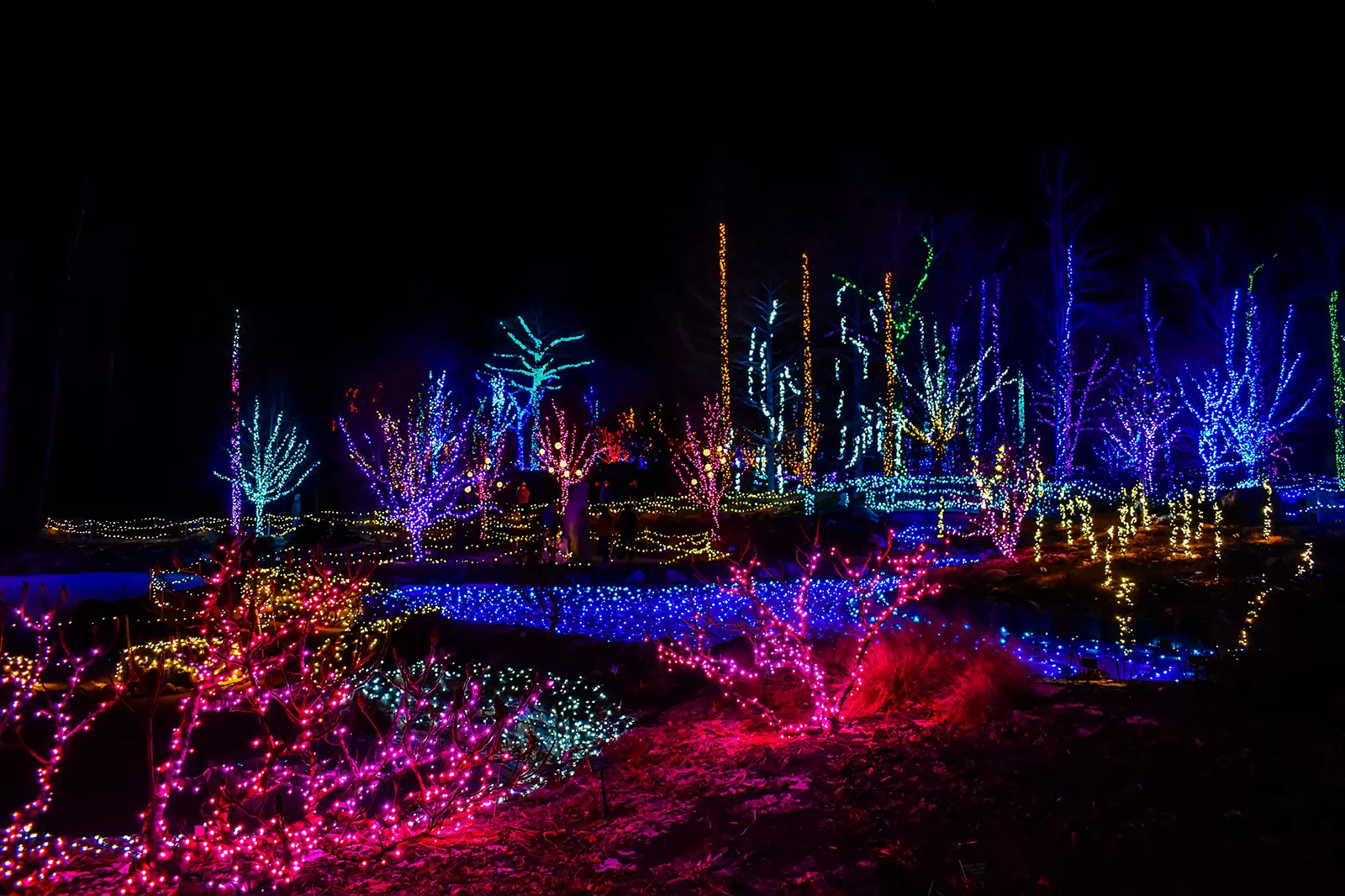 Coastal Maine Botanical Gardens Multi Colored Lights 1600