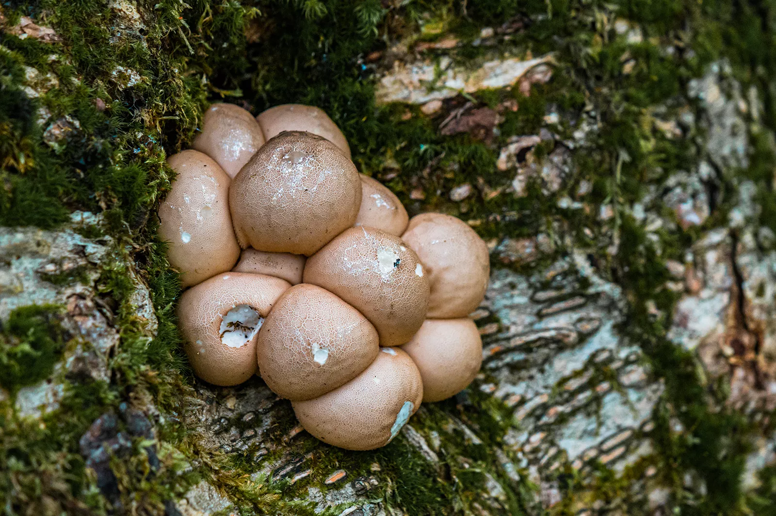 Moxie Falls Cluster Of Mushrooms 1600