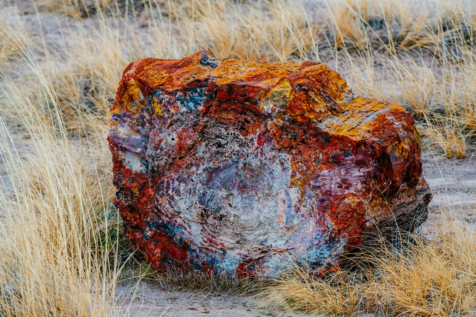 Petrified Forest National Park A Rock On Yellow Grass 1600