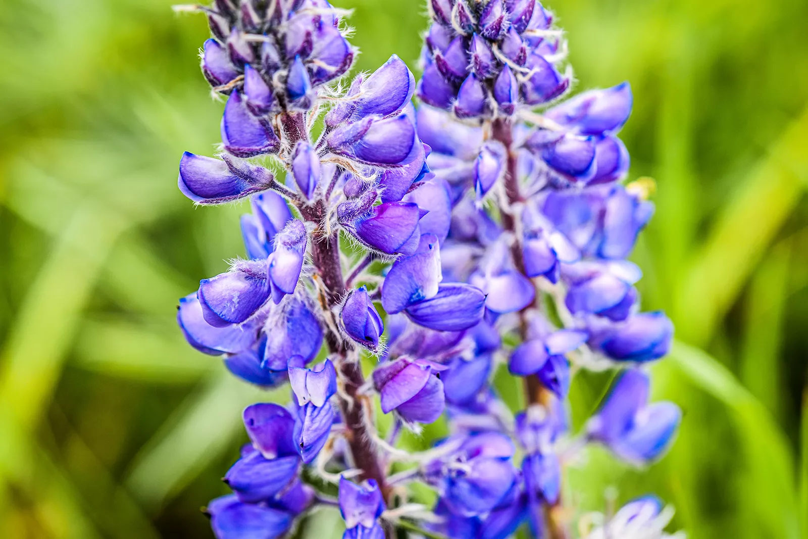 Bighorn National Forest Purple Flower 1600