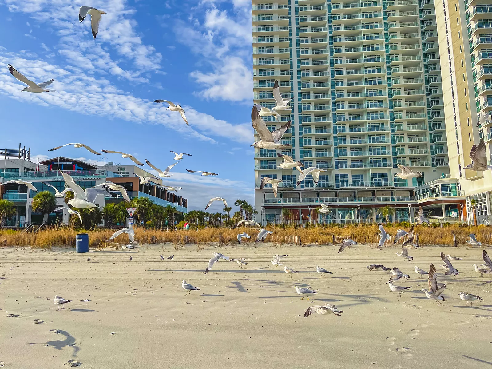 Myrtle Beach Seagulls 1600