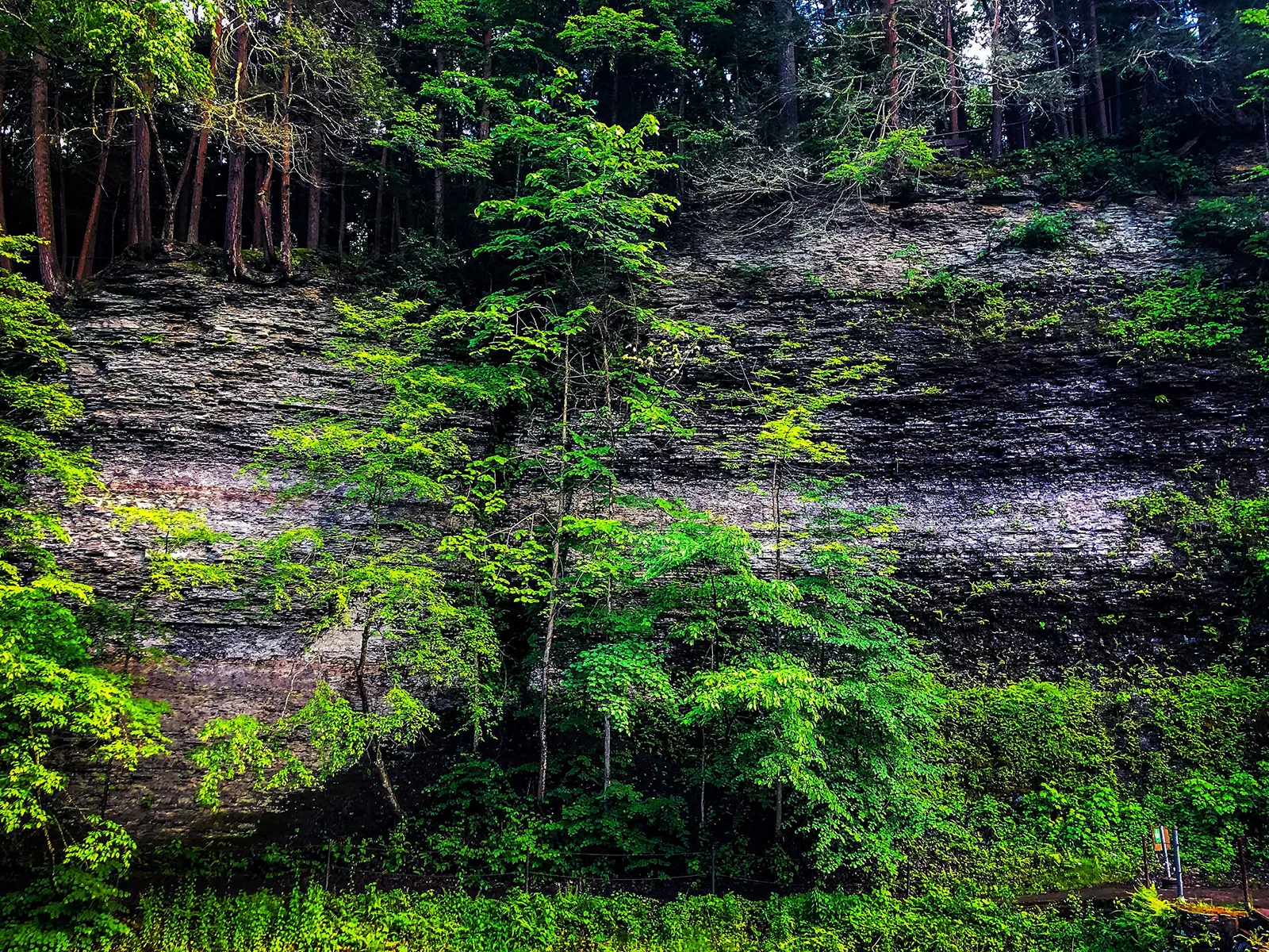 Starved Rock State Park Cliff Trees 1600