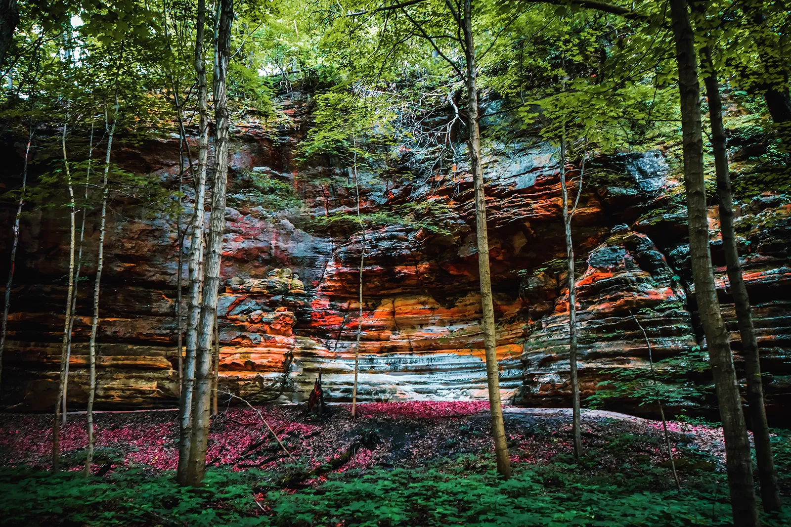 Starved Rock State Park Forest Cliff 1600