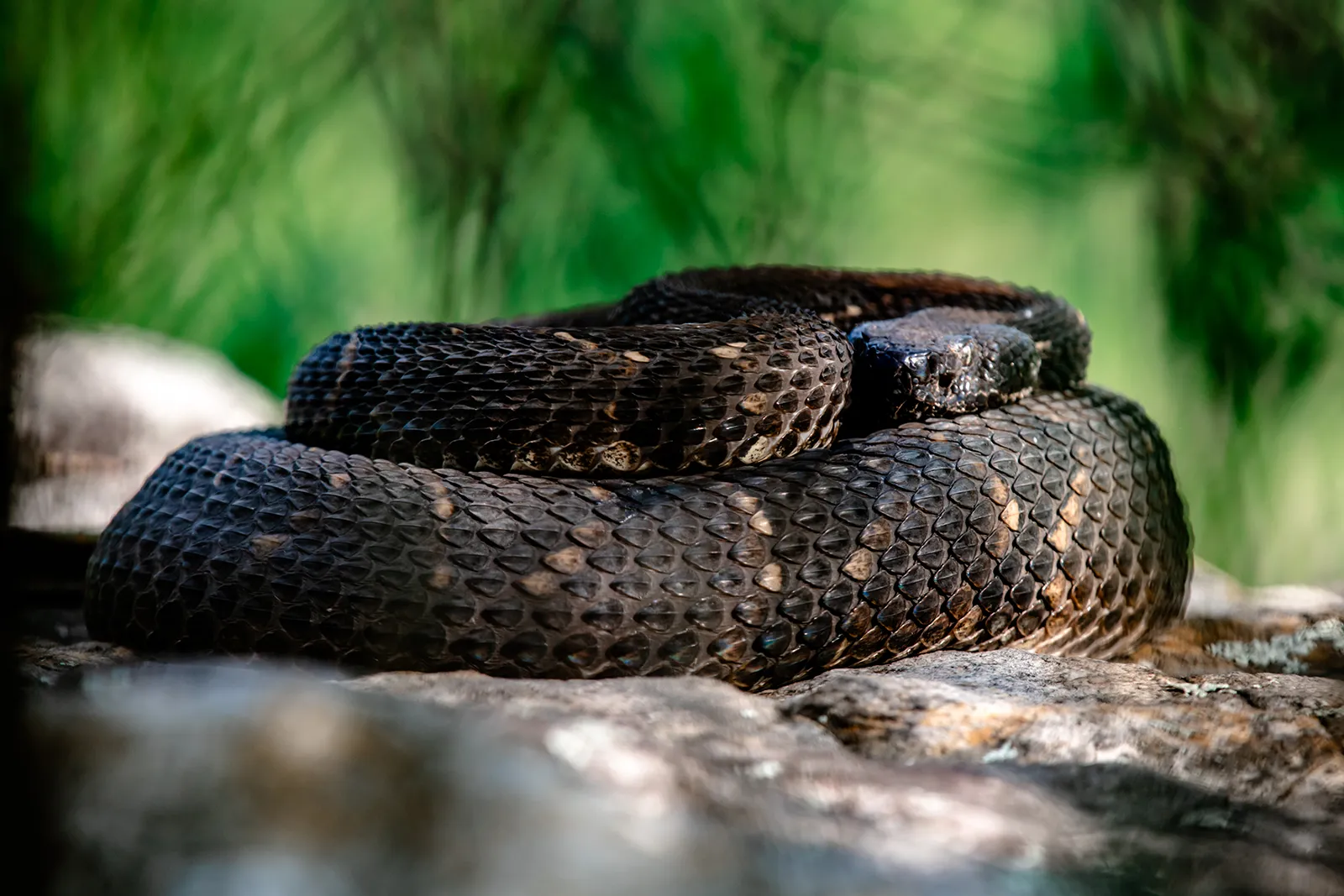 Blackwater Falls State Park Snake 1600