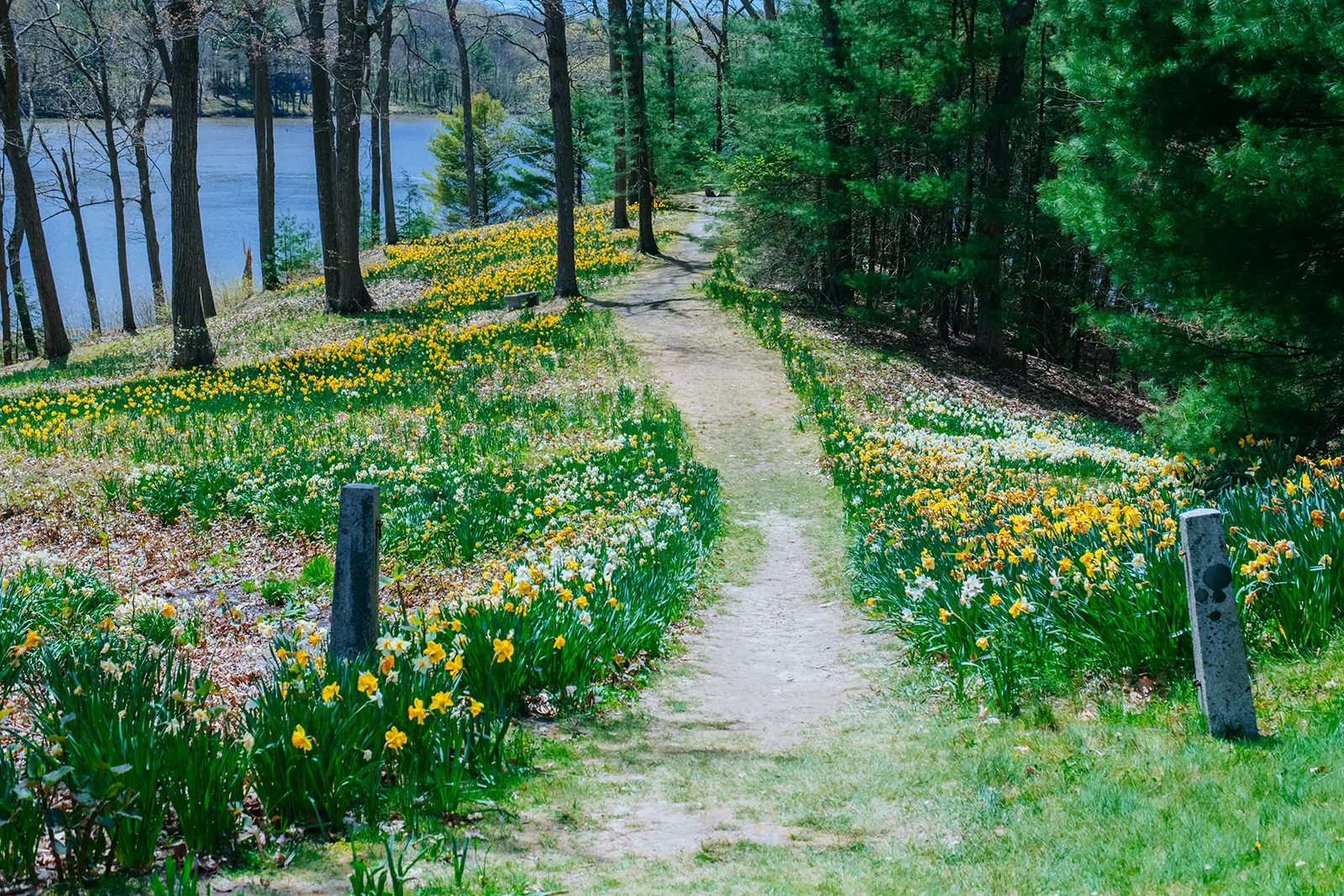 Laurel Hill Cemetery Flower Walking Path 1600