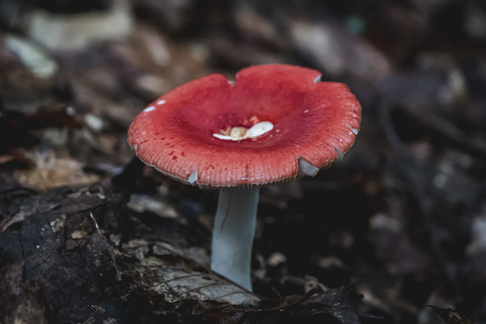 Enders State Forest Mushroom 1600