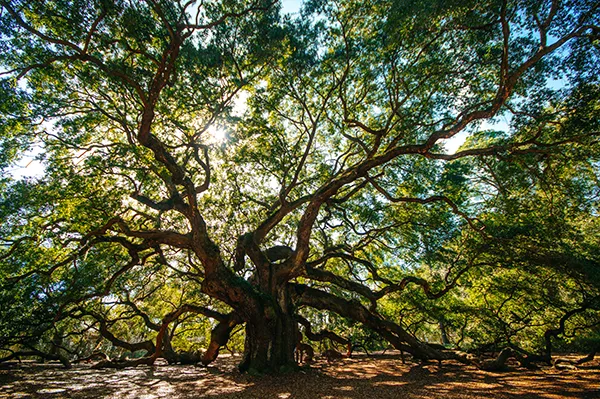 Angel Oak Tree Large 600