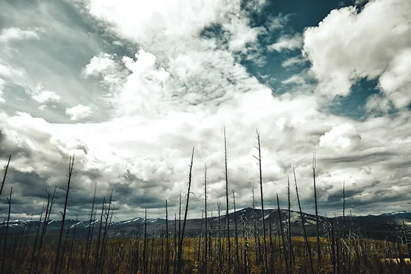 Yellowstone National Park Dead Trees 600