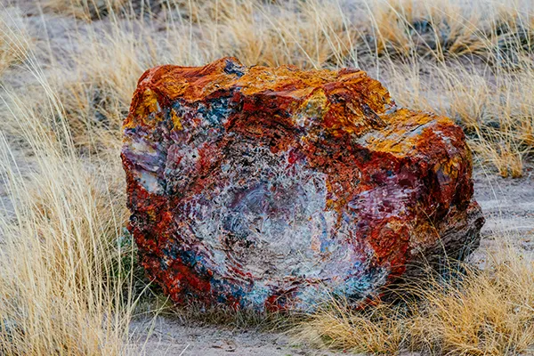 Petrified Forest National Park A Rock On Yellow Grass 600