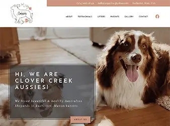 Clover Creek Aussies