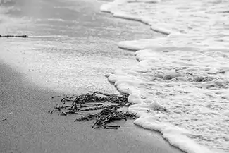 Acadia National Park Monochrome Shoreline