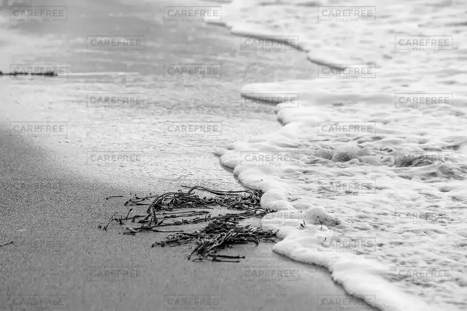 Acadia National Park Monochrome Shoreline, Maine · United States