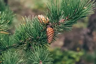 Acadia National Park Pinecone Closeup Eastern White Pine Details, Maine