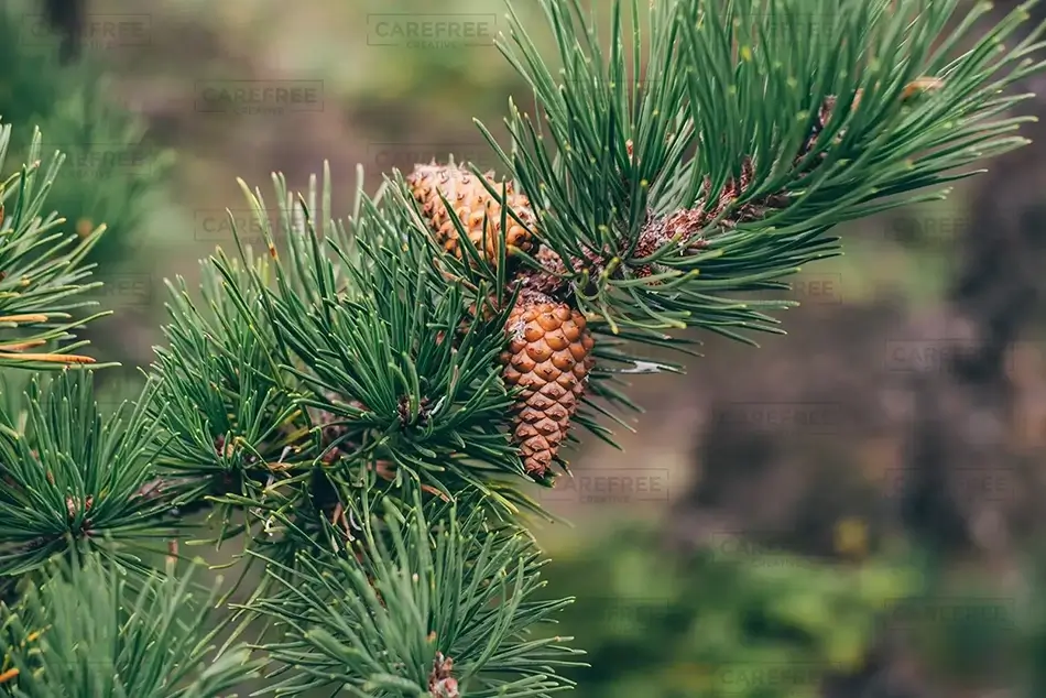 Acadia National Park Pinecone Closeup Eastern White Pine Details, Maine · United States