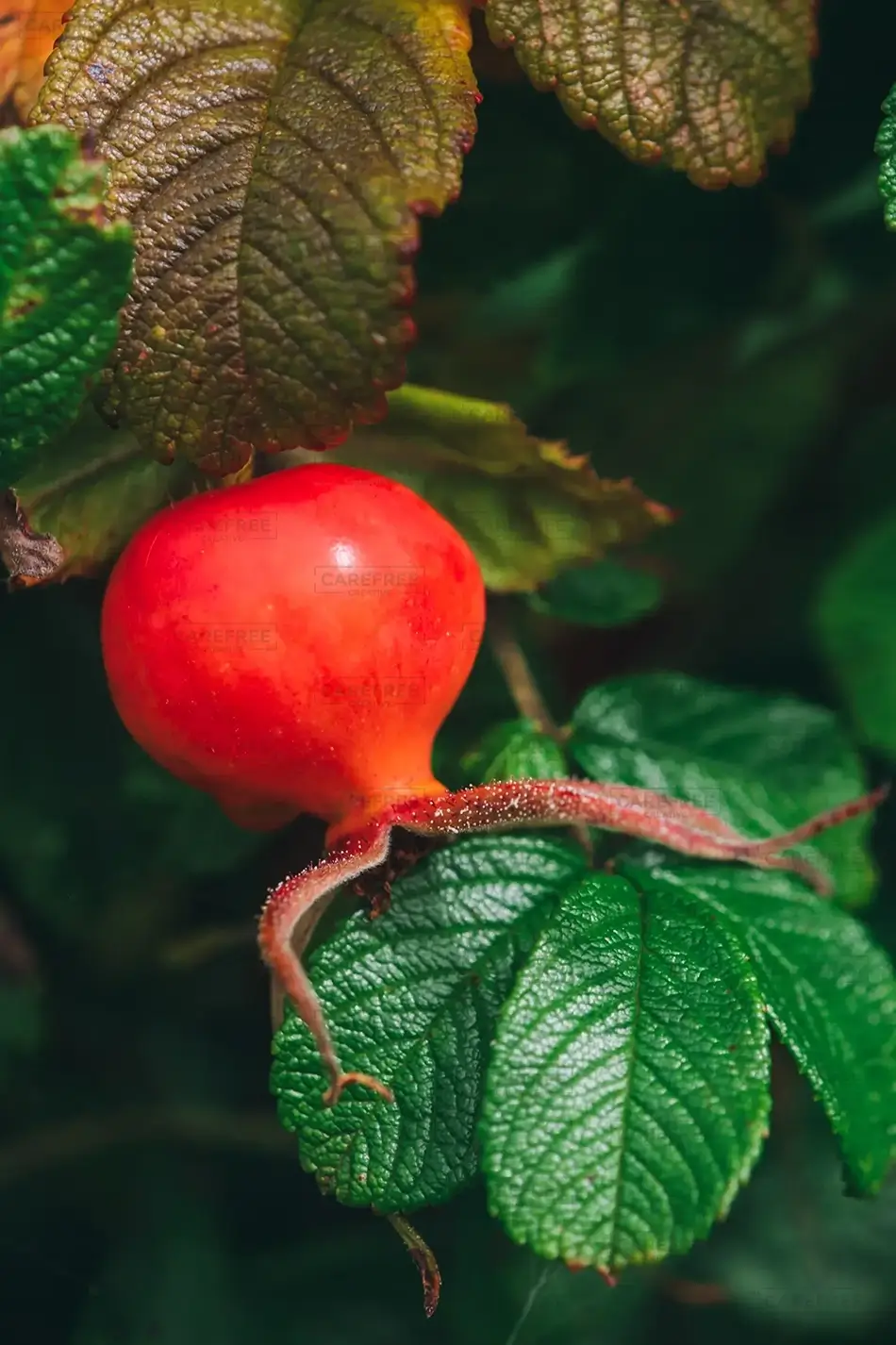 Acadia National Park Rose Hip Foliage Delicate Closeup, Maine · United States