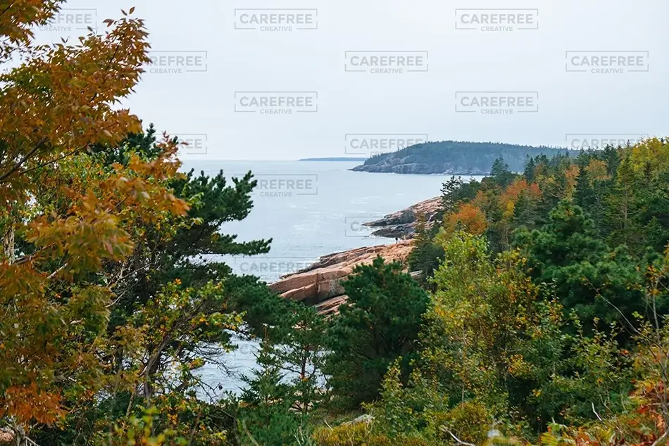 Acadia National Park Shoreline Trees Scenic Path, Maine · United States