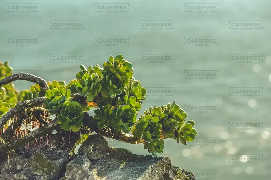 Alcatraz Island Coastal Succulent Close-Up, San Francisco, California · United States
