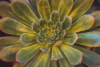 Succulent Plant Vibrant Macro Detail
