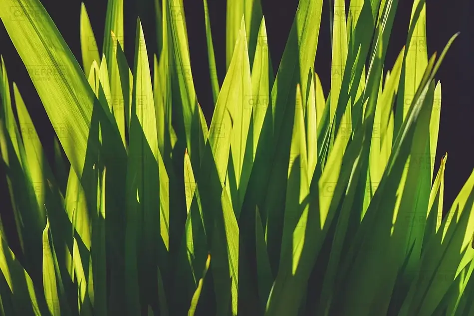 Serene Green Grass Blades in Sunlight, San Francisco, California · United States