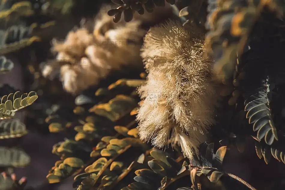 Desert Brush in Golden Light, San Francisco, California · United States