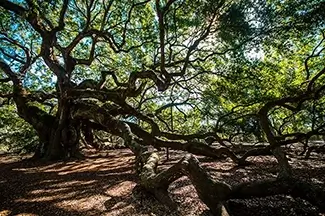Angel Oak Tree In Shadow, Charleston, South Carolina
