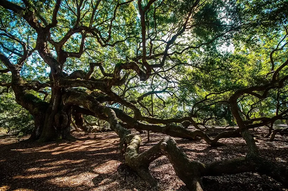 Angel Oak Tree In Shadow, Charleston, South Carolina · United States