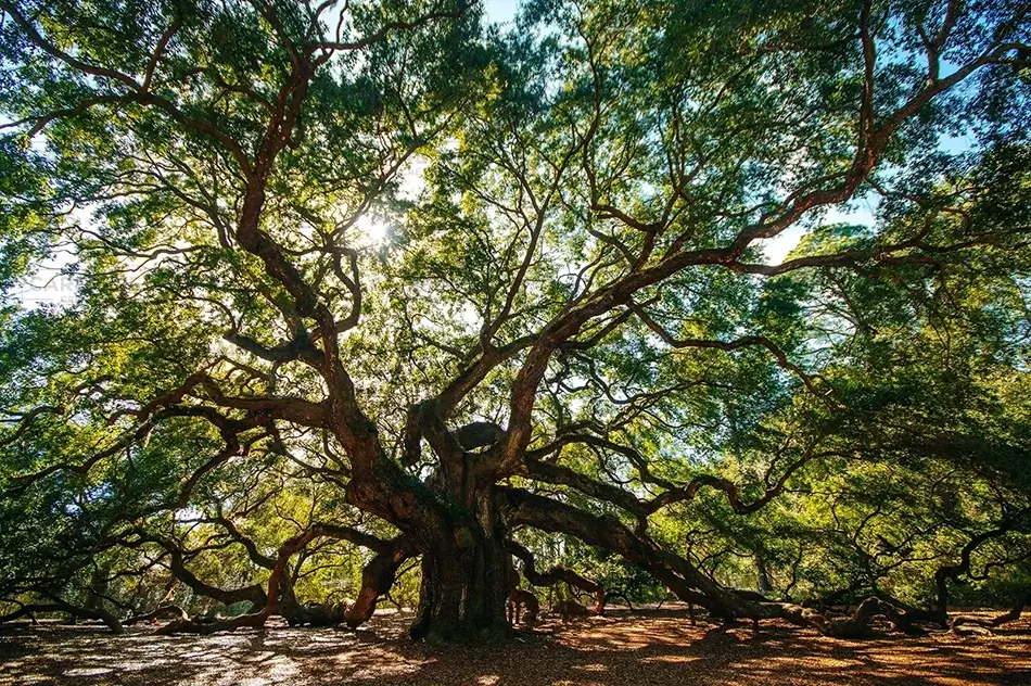 Angel Oak Tree Side View, Charleston, South Carolina · United States
