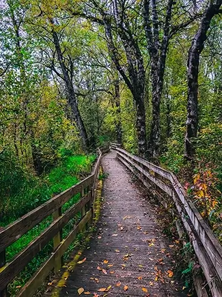 Ankeny National Wildlife Refuge Autumn Boardwalk, Jefferson, Oregon