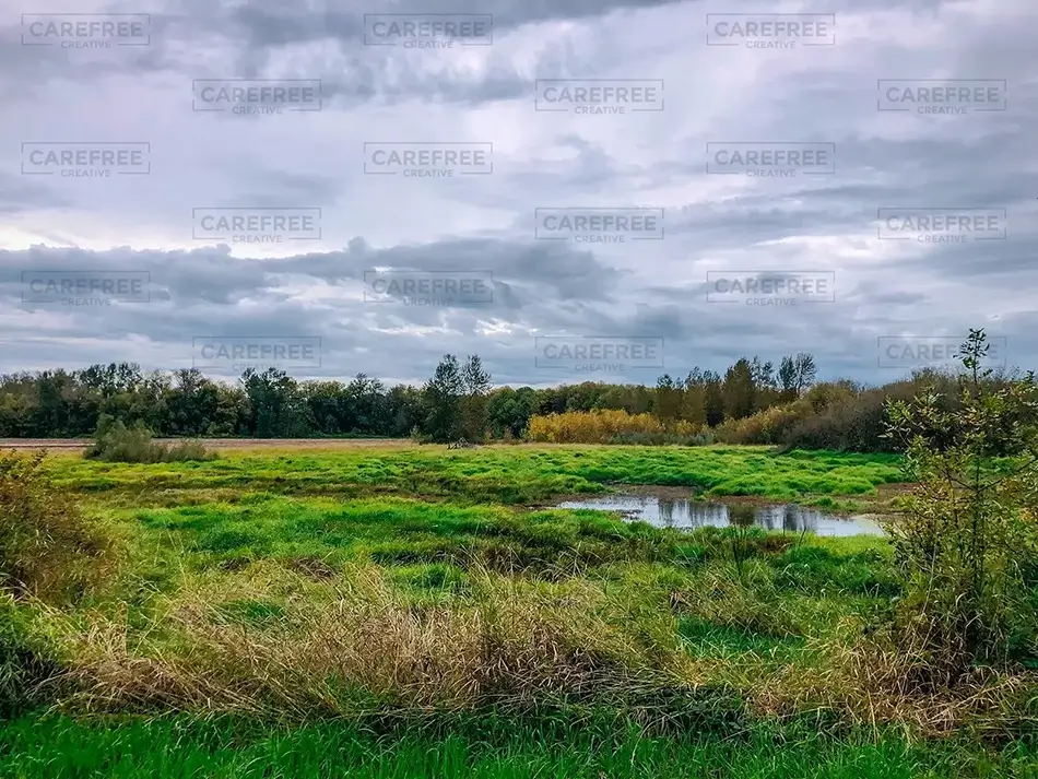Ankeny National Wildlife Refuge Lush Grassland