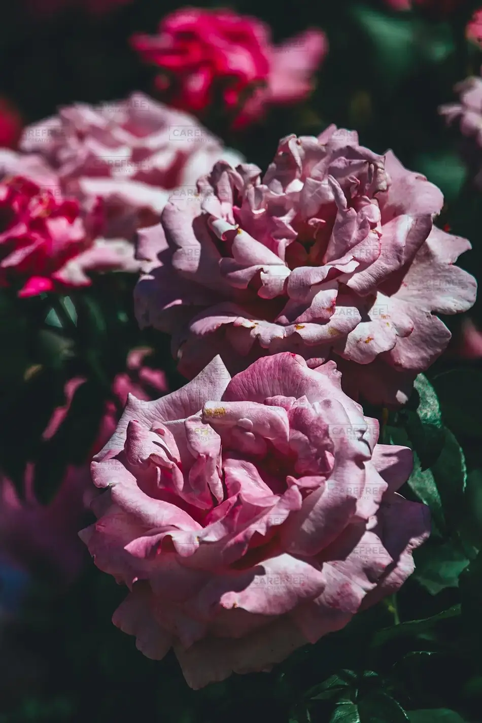 Arlington Cemetery Garden of Hybrid Tea Roses, Arlington, Virginia · United States