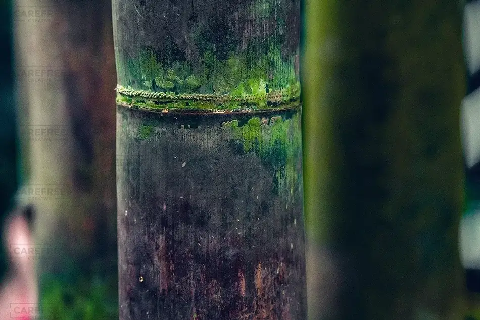 Atlanta Botanical Garden Bamboo Texture, Atlanta, Georgia · United States