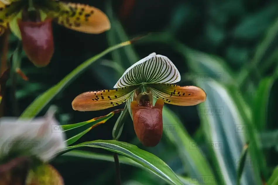 Atlanta Botanical Garden Pointed Tooth Paphiopedilum Flower, Atlanta, Georgia · United States