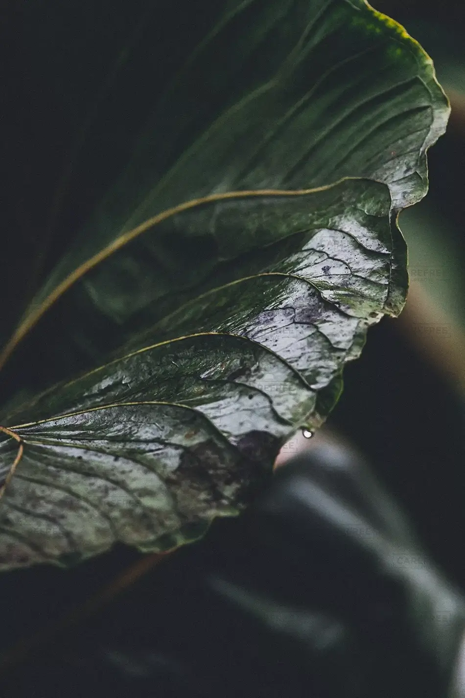 Atlanta Botanical Garden Wet Leaf Macro, Atlanta, Georgia · United States