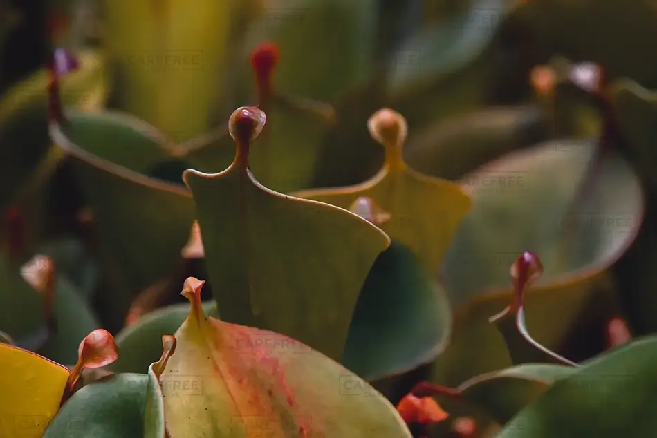 Atlanta Botanical Garden Lesser Sun Pitcher Plant, Atlanta, Georgia · United States