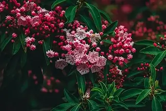 Atlanta Botanical Garden Mountain Laurels, Atlanta, Georgia