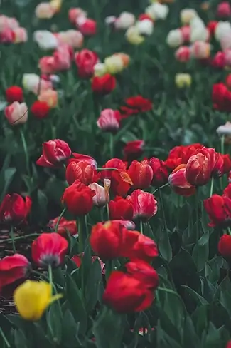 Atlanta Botanical Garden Red Tulips, Atlanta, Georgia
