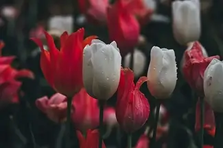 Atlanta Botanical Garden Rainy Red And White Tulips, Atlanta, Georgia