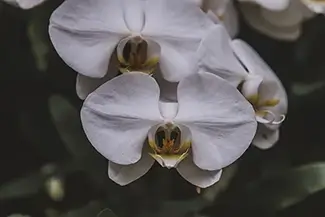 Atlanta Botanical Garden Moth Orchid Flower, Atlanta, Georgia