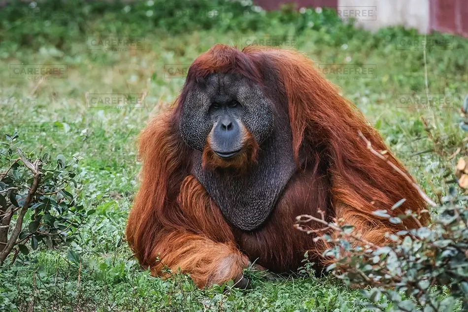 Aubudon Zoo Orangutan Relaxing in Green Grass, New Orleans, Louisiana · United States