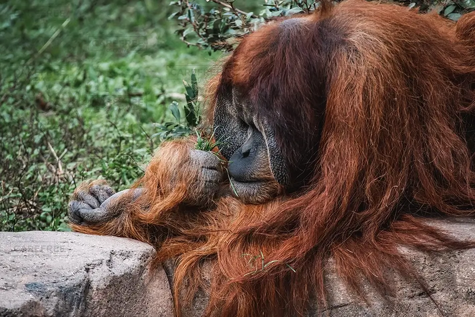 Aubudon Zoo Relaxing Orangutan with Lush Background, New Orleans, Louisiana · United States