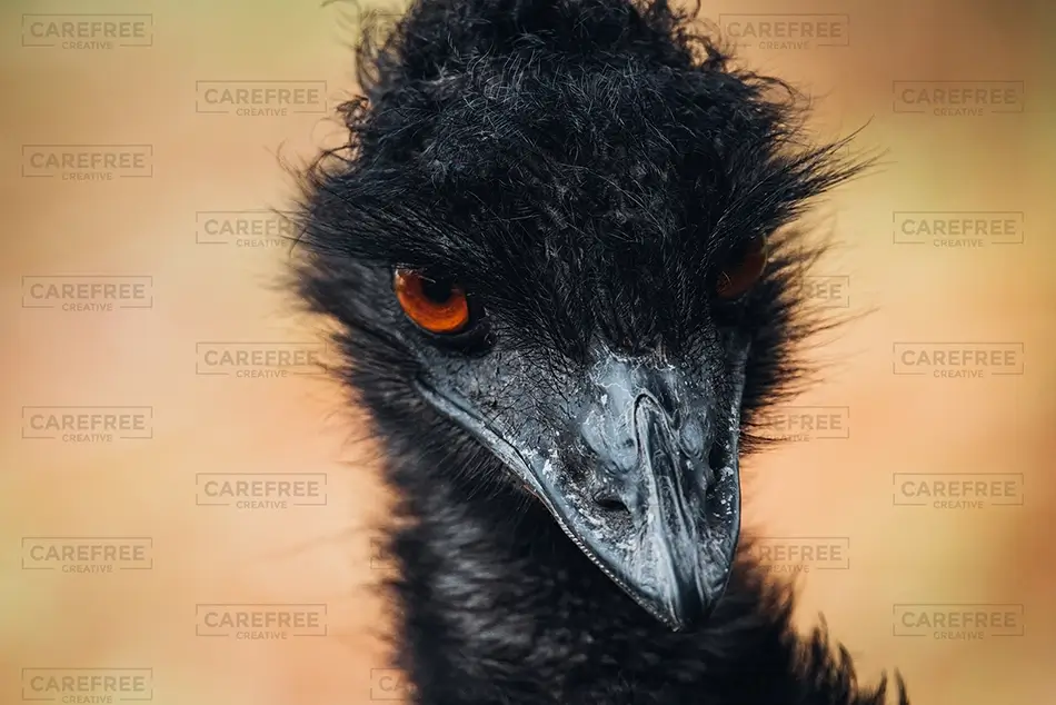 Aubudon Zoo Emu Portrait, New Orleans, Louisiana · United States