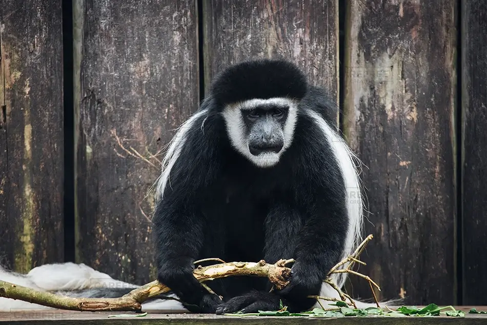 Aubudon Zoo Black and White Monkey Portrait, New Orleans, Louisiana · United States