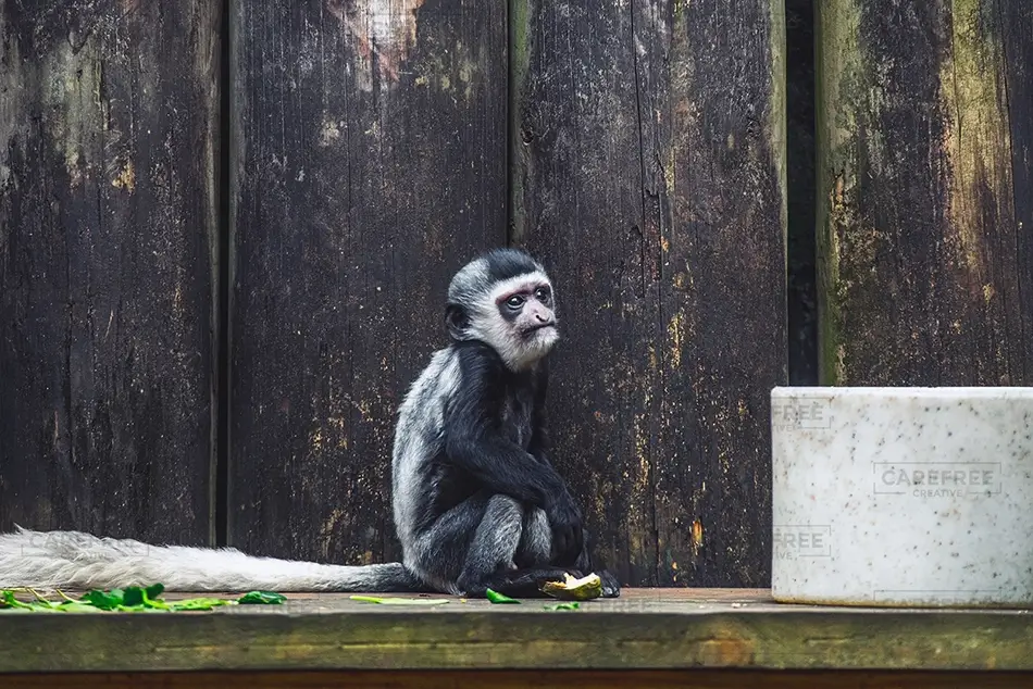Aubudon Zoo Adorable Monkey Sitting on Platform, New Orleans, Louisiana · United States