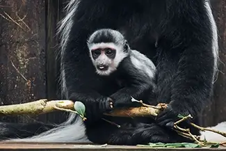Aubudon Zoo Baby Monkey Curiously Holding Branch, New Orleans, Louisiana
