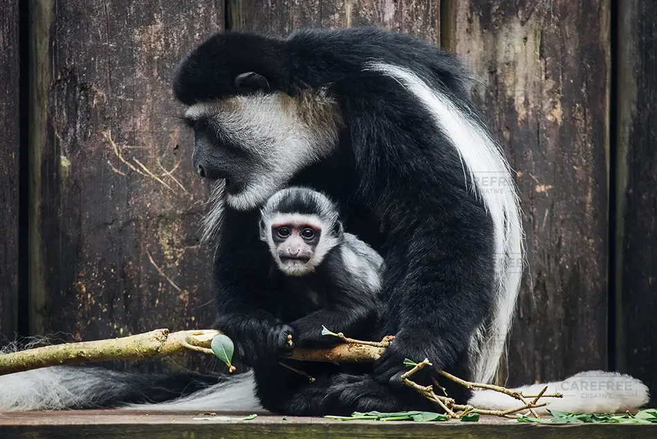 Aubudon Zoo Monkey and Baby on Branch, New Orleans, Louisiana · United States