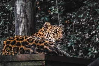 Aubudon Zoo Majestic Leopard Resting on Platform, New Orleans, Louisiana