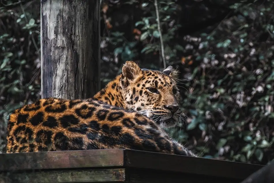 Aubudon Zoo Majestic Leopard Resting on Platform, New Orleans, Louisiana · United States