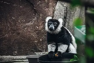 Aubudon Zoo Black and White Lemur Sitting, New Orleans, Louisiana