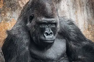 Aubudon Zoo Majestic Gorilla Close Up, New Orleans, Louisiana